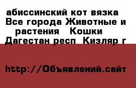 абиссинский кот вязка - Все города Животные и растения » Кошки   . Дагестан респ.,Кизляр г.
